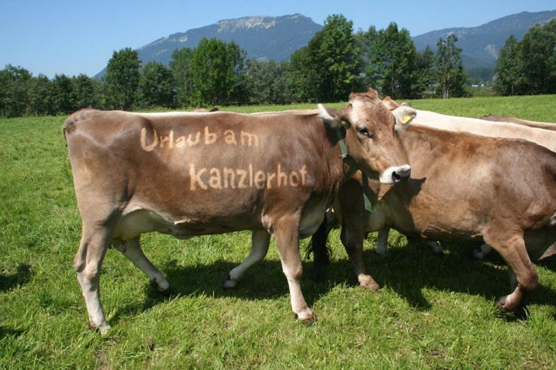 Kanzlerhof باد ميترندورف المظهر الخارجي الصورة